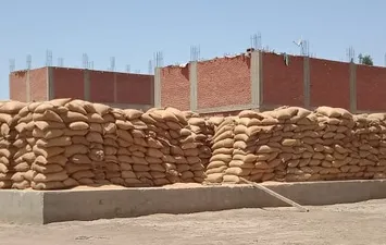 القمح ببني سويف 