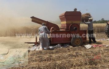 دراس القمح بالقليوبية 