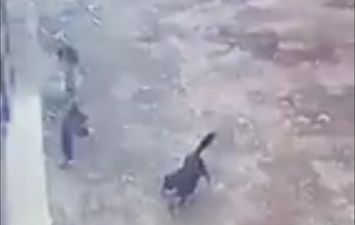 كلب مسعور يهاجم 3 قرى في نجع حمادي