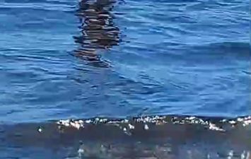 انتشار بقع زيوت سوداء بمياه شاطىء بورسعيد