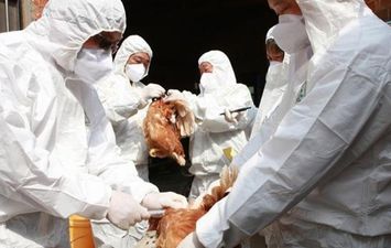 انفلونزا الخنازير في الصين