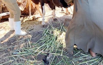 تحصين 185 ألف رأس ماشية بكفر الشيخ من الحمى القلاعي والوادي المتصدع والتسمم الدموي
