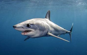 سمكة القرش تهاجم أحد الغواصين