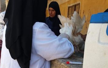 تحصين 21250 طائر ضد الأمراض الوبائية بكفر الشيخ