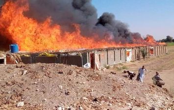 حريق ضخم يلتهم مزرعة دواجن في قنا