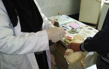 تحصين 28110 طائر ضد الأمراض الوبائية بكفر الشيخ