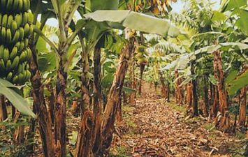 زراعة الموز