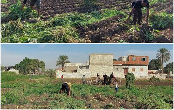 مزارعي البطاطس في قرية البرجاية 
