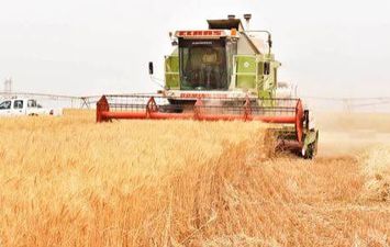 زراعة 100 فدان من القمح في قنا