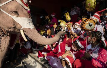 فيلة توزع الكمامات والمطهرات في عيد الميلاد بتايلاند