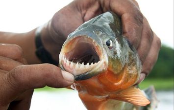 هجمات أسماك البيرانا 