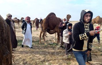 تنطلق يوم الجمعة سباقات الهجن بالعلمين 