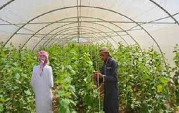 دمج أبناء سيناء في التنمية الزراعية المستدامة