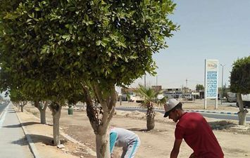 مطالب لزراعة أشجار مثمرة علي الطريق الدولي الساحلي مطروح