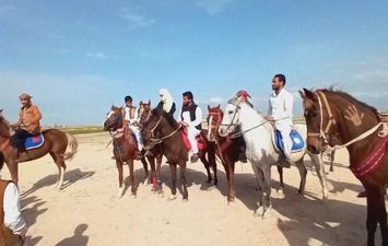  الخيول الصحرواية ببرج العرب بالإسكندرية 