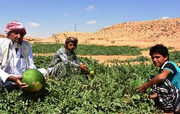 الزراعة بري مياه الأمطار بصحراء مطروح 