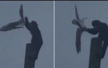 قرد يهاجم طائر النورس ويضربه حتى الموت