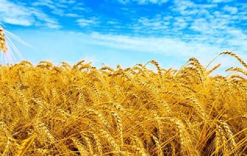 زراعة القمح بصحراء مطروح