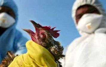 إنفلونزا الطيور 