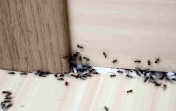 6 وصفات طبيعية لتخلص من النمل في منزلك