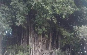 شجرة التين البنغالي بالإسكندرية