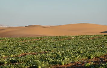 زراعة الصحراء