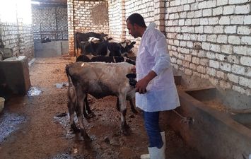 الحملة القومية لتحصين الماشية ضد مرضى الحمى القلاعية 