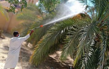 سيوة تواصل رش النخيل بالمبيدات من آفة العنكبوت الأحمر