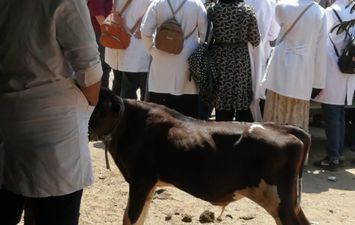 محافظ كفر الشيخ:  تحصين 120  ألف رأس ماشية ضد الحمى القلاعية والوادي المتصدع