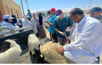 بيطري مطروح تدفع بقافلة بيطرية مجانية لقرية سيدي حنيش