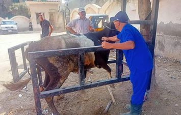 قافلة بيطرية مجانية بالبحيرة 