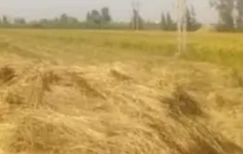 تحرير 48 إنذارًا ضد المزارعين الممتنعين عن توريد أرز الشعير 