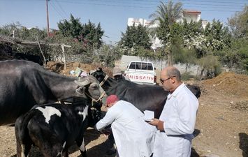تحصين الماشية ضد مرض الحمى القلاعية 