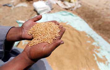 التموين: احتياطي القمح يكفي 4.8 شهر والزيت 4.9 شهر والأرز 5.9 شهر