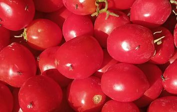 أسعار الخضراوات والطماطم بأسواق بنى سويف 