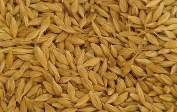 تحرير. 38 محضرًا ضد المزارعين الممتنعين عن توريد الأرز 