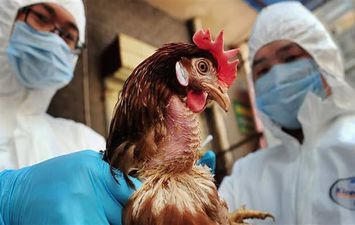 إنفلونزا الطيور تتسبب في نفوق 200 مليون دجاجة