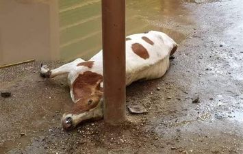 نفوق ماشية بسبب الصعق الكهربائي