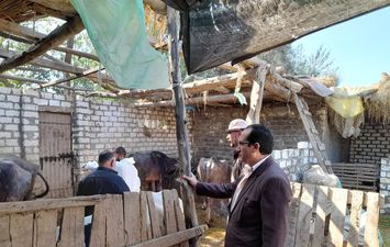 مدير عام الطب البيطري بكفر الشيخ يتفقد لجان تحصين الماشية