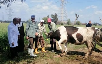 تحصين الماشية ضد الحمى القلاعية بالبحيرة 