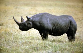 وحيد القرن الأسود 