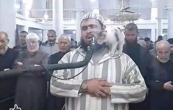 قطة تعتلي كتف إمام مسجد من الجزائر وتقبل وجهه أثناء صلاة التراويح (فيديو)