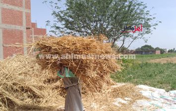 حصاد القمح - أرشيفية 