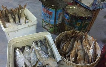 ضبط أسماك مملحة غير صالحة 