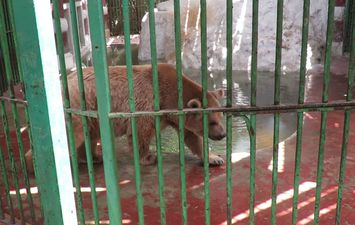 الدب الروسي حديقة الحيوان