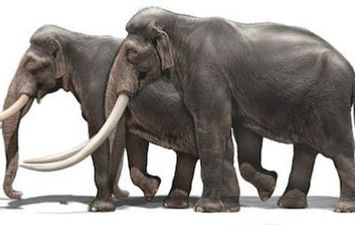 تُشبه الأفيال.. العثور على مقبرة حيوانات منقرضة منذ 5 ملايين سنة