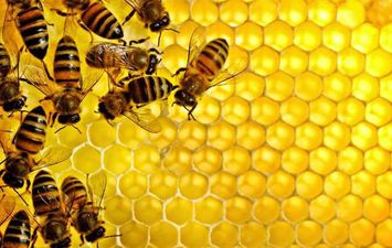 تصدير نحل العسل للخارج