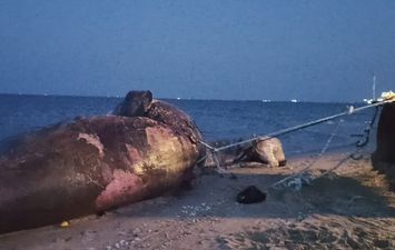 سحب الحوت النفاق من غاطس بورسعيد ودفنه
