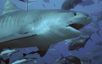 علوم بورسعيد: القرش لا يتواجد فى البحر المتوسط ... وكيف تنجو من هجوم قرش بعد حادث الغردقة ؟