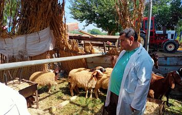 تحصين الماشية ضد مرضي الحمي القلاعية والوادي المتصدع 